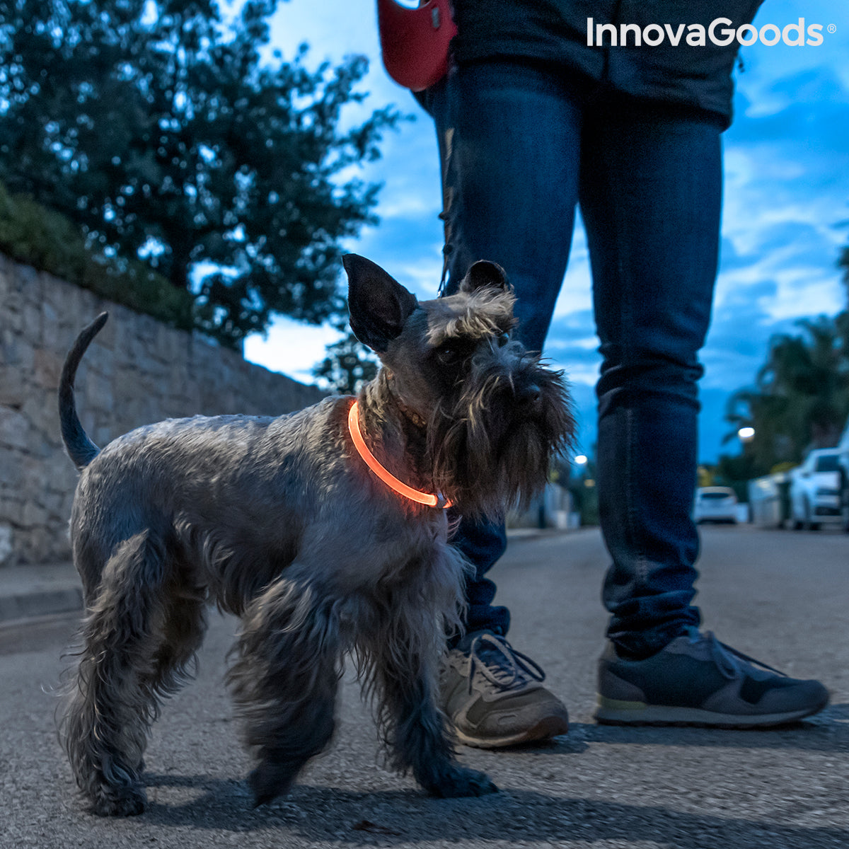 Collar LED para Mascotas Petlux InnovaGoods