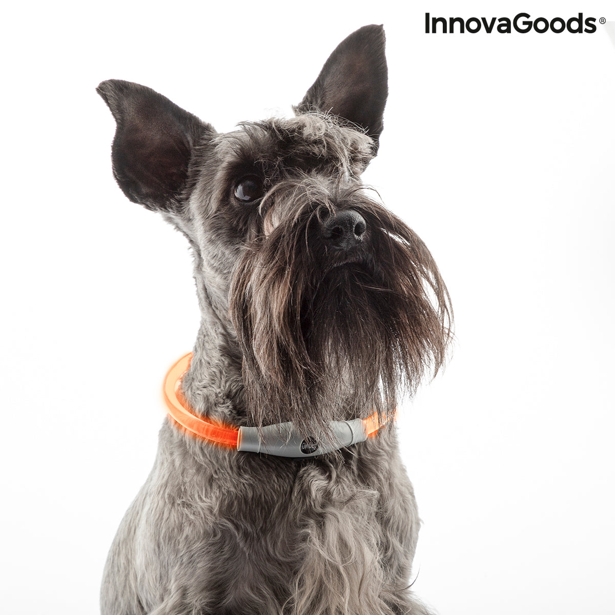 Collar LED para Mascotas Petlux InnovaGoods